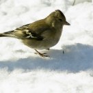 Greenfinch